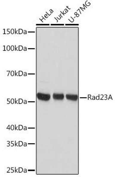 Anti-Rad23A Antibody (CAB5147)