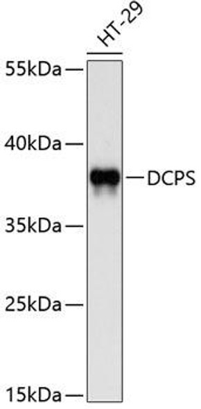 Anti-DCPS Antibody (CAB10299)