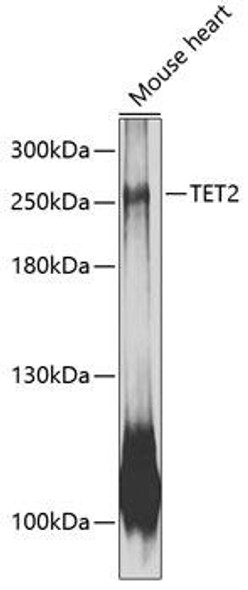 Anti-TET2 Antibody (CAB12779)