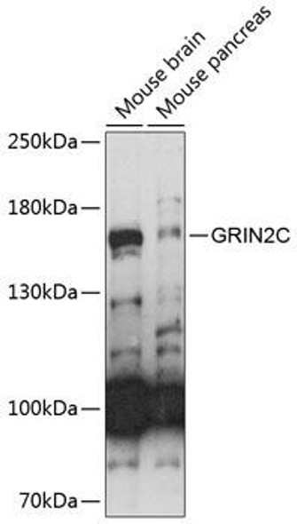 Anti-GRIN2C Antibody (CAB14241)
