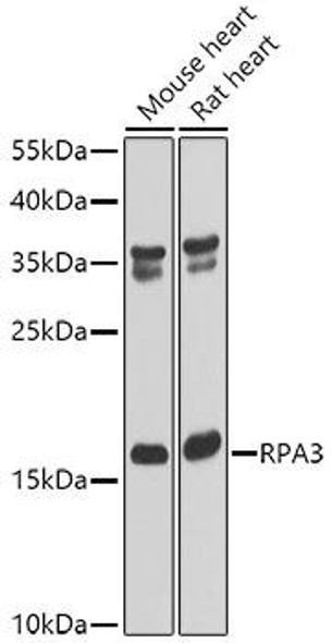 Anti-RPA3 Antibody (CAB6721)