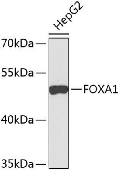 Anti-FOXA1 Antibody (CAB9793)