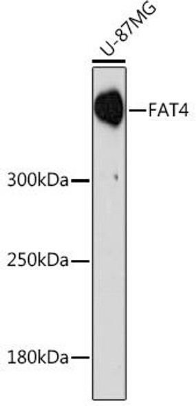 Anti-FAT4 Antibody (CAB17212)
