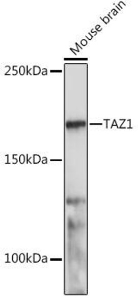 Anti-TAZ1 Antibody (CAB18568)