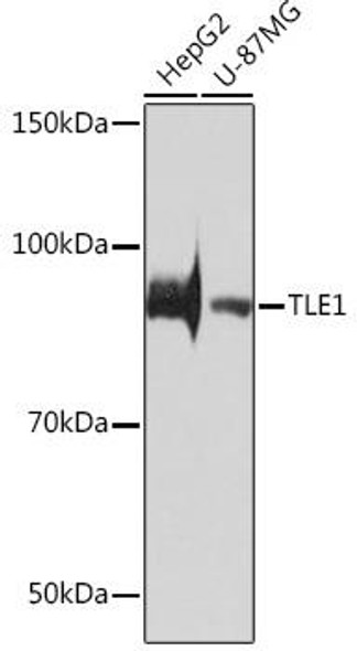 Anti-TLE1 Antibody (CAB3528)
