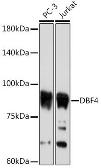 Anti-DBF4 Antibody (CAB19766)
