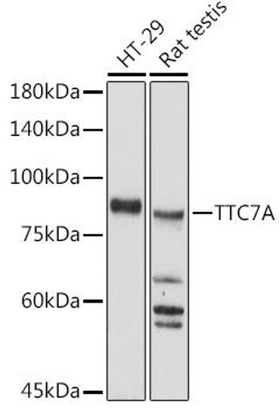 Anti-TTC7A Antibody (CAB20595)