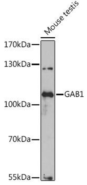 Anti-GAB1 Antibody (CAB14534)