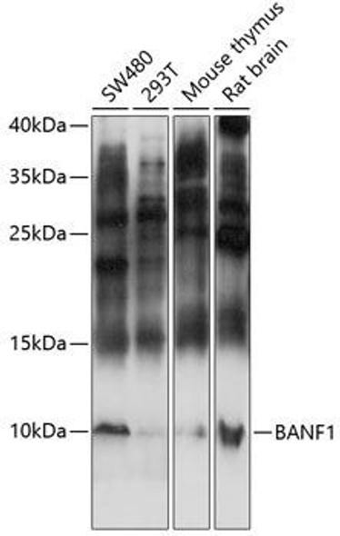 Anti-BANF1 Antibody (CAB14555)