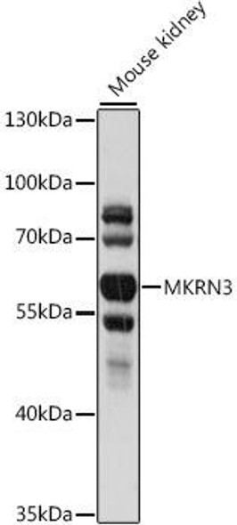 Anti-MKRN3 Antibody (CAB16073)