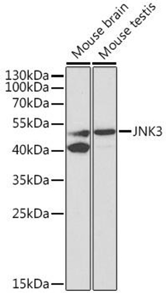 Anti-JNK3 Antibody (CAB2112)