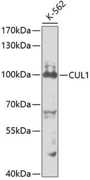Anti-CUL1 Antibody (CAB2136)