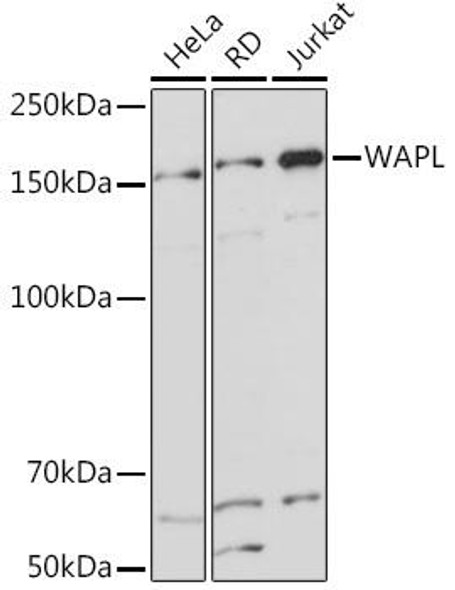 Anti-WAPL Antibody (CAB5923)