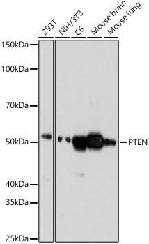Anti-PTEN [ARC0364] Monoclonal Antibody (CAB21892)