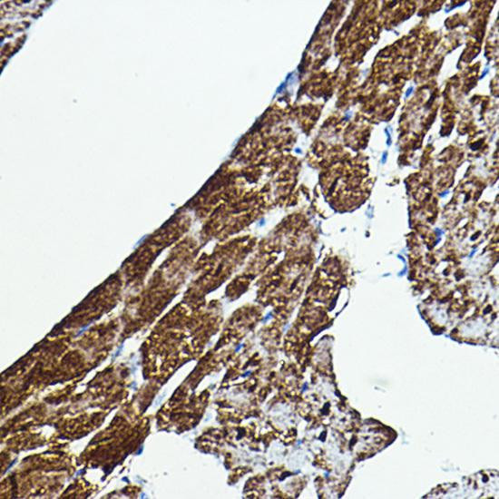 Anti-B-Raf Antibody (CAB15033)
