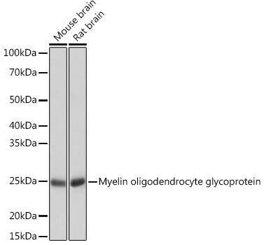 Anti-Myelin oligodendrocyte glycoprotein [ARC0879] Monoclonal Antibody (CAB3992)