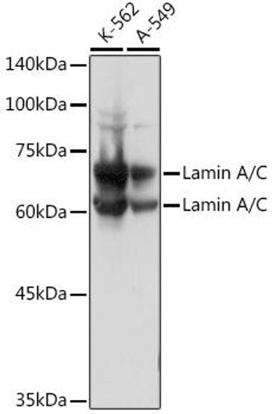 Anti-Lamin A/C Antibody (CAB0249)[KO Validated]