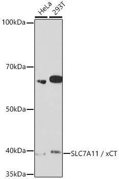 Anti-SLC7A11/xCT Monoclonal Antibody (CAB2413)
