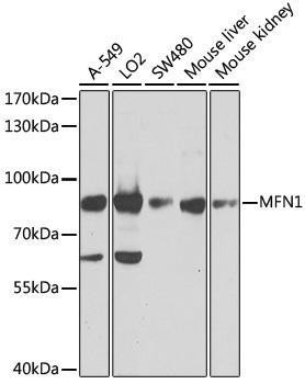 Anti-MFN1 Antibody (CAB9880)