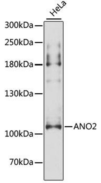 Anti-ANO2 Antibody (CAB13109)