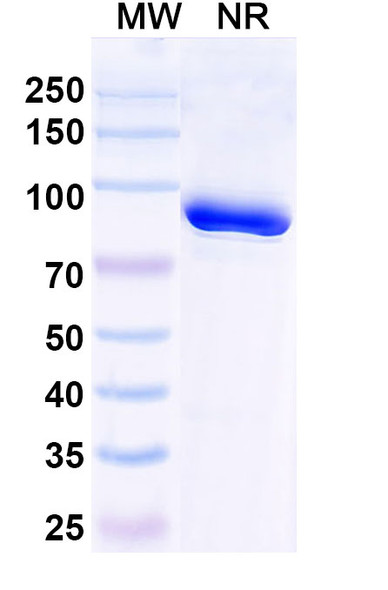 Anti-Trastuzumab Idiotypic Antibody [1HE]