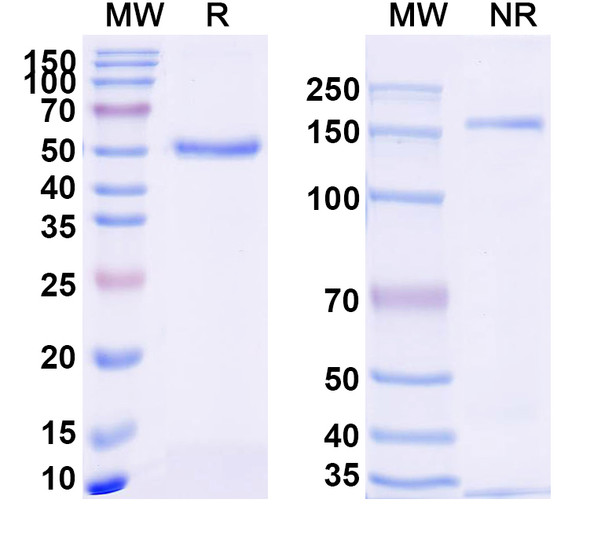 Anti-Nivolumab Neutralizing Antibody [SAA2247]