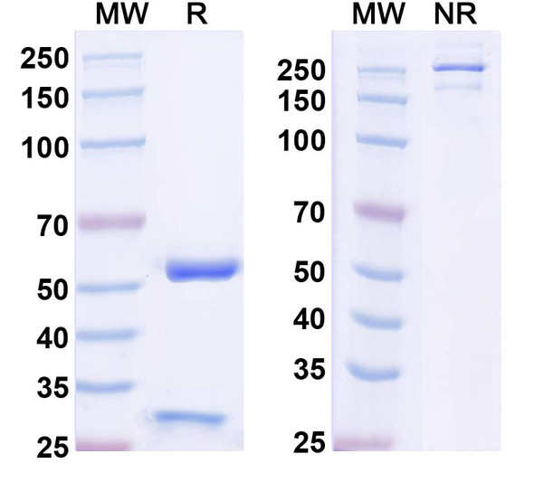 Anti-Nivolumab Neutralizing Antibody [SAA2575]