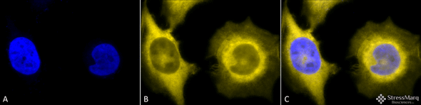 Immunocytochemistry/Immunofluorescence analysis using Rat Anti-GRP94 Monoclonal Antibody, Clone 9G10 (STMA00003). Tissue: Heat Shocked cervical cancer cells (HeLa). Species: Human. Fixation: 2% Formaldehyde for 20 min at RT. Primary Antibody: Rat Anti-GRP94 Monoclonal Antibody (STMA00003) at 1:100 for 12 hours at 4°C. Secondary Antibody: R-PE Goat Anti-Rat (yellow) at 1:200 for 2 hours at RT.