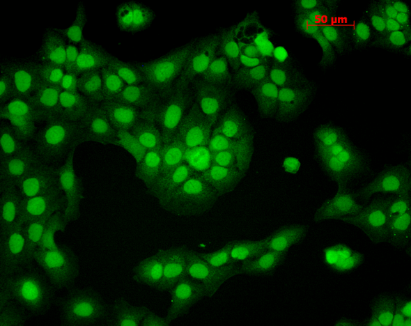 Immunocytochemistry/Immunofluorescence analysis using Mouse Anti-CaMKII Monoclonal Antibody, Clone 6G9 (STMA00015). Tissue: HaCaT cells. Species: Human. Fixation: Cold 100% methanol for 10 minutes at -20°C. Primary Antibody: Mouse Anti-CaMKII Monoclonal Antibody (STMA00015) at 1:100 for 1 hour at RT. Secondary Antibody: FITC Goat Anti-Mouse (green) at 1:50 for 1 hour at RT. Localization: Nuclear Staining.