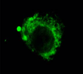 Immunocytochemistry/Immunofluorescence analysis using Rat Anti-LAMP2 Monoclonal Antibody, Clone GL2A7 (STMA00024). Tissue: Corneal Endothelial Cell (CEC). Species: Rabbit. Primary Antibody: Rat Anti-LAMP2 Monoclonal Antibody (STMA00024) at 1:1000. Secondary Antibody: FITC Goat Anti-Rat (green). Courtesy of: Eunduck E.P. Kay, Doheny Eye Institute.