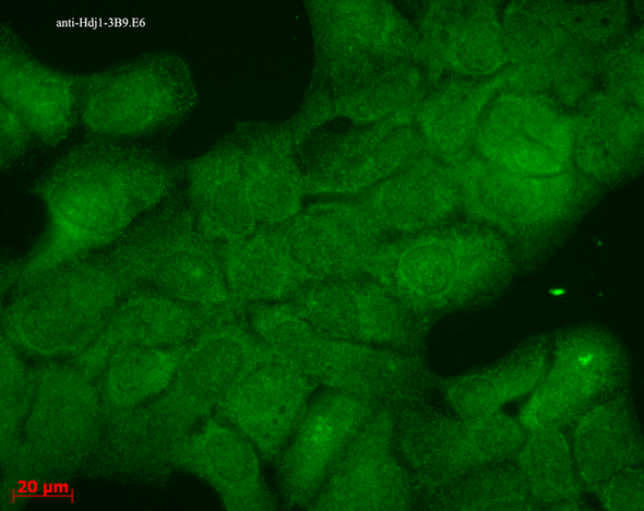 Immunocytochemistry/Immunofluorescence analysis using Mouse Anti-Hsp40 Monoclonal Antibody, Clone 3B9.E6 (STMA00026). Tissue: HaCaT cells. Species: Human. Fixation: Cold 100% methanol for 10 minutes at -20°C. Primary Antibody: Mouse Anti-Hsp40 Monoclonal Antibody (STMA00026) at 1:100 for 1 hour at RT. Secondary Antibody: FITC Goat Anti-Mouse (green) at 1:50 for 1 hour at RT.