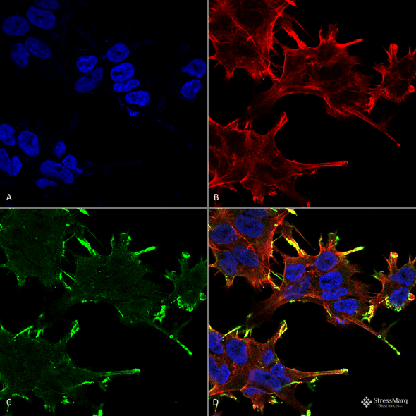 Immunocytochemistry/Immunofluorescence analysis using Mouse Anti-Alpha B Crystallin Monoclonal Antibody, Clone 1A7.D5 (STMA00035). Tissue: Neuroblastoma cell line (SK-N-BE). Species: Human. Fixation: 4% Formaldehyde for 15 min at RT. Primary Antibody: Mouse Anti-Alpha B Crystallin Monoclonal Antibody (STMA00035) at 1:100 for 60 min at RT. Secondary Antibody: Goat Anti-Mouse ATTO 488 at 1:100 for 60 min at RT.