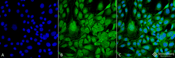 Immunocytochemistry/Immunofluorescence analysis using Mouse Anti-GRP78 Monoclonal Antibody, Clone 3G12-1G11 (STMA00063). Tissue: Fibroblast cell line (NIH 3T3). Species: Mouse. Fixation: 4% Formaldehyde for 15 min at RT. Primary Antibody: Mouse Anti-GRP78 Monoclonal Antibody (STMA00063) at 1:100 for 60 min at RT. Secondary Antibody: Goat Anti-Mouse ATTO 488 at 1:100 for 60 min at RT.