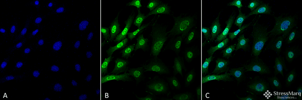 Immunocytochemistry/Immunofluorescence analysis using Mouse Anti-Ubiquitin Monoclonal Antibody, Clone FK1 (STMA00064). Tissue: Fibroblast cell line (NIH 3T3). Species: Mouse. Fixation: 4% Formaldehyde for 15 min at RT. Primary Antibody: Mouse Anti-Ubiquitin Monoclonal Antibody (STMA00064) at 1:100 for 60 min at RT. Secondary Antibody: Goat Anti-Mouse ATTO 488 at 1:100 for 60 min at RT.