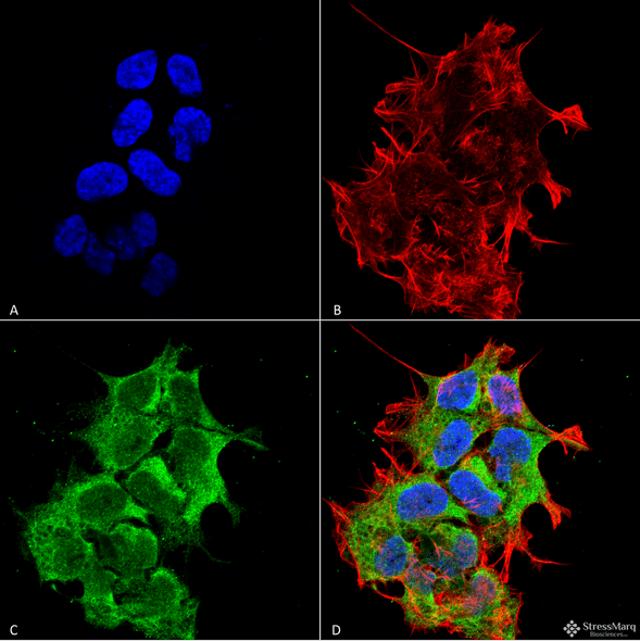 Immunocytochemistry/Immunofluorescence analysis using Mouse Anti-GRP170 Monoclonal Antibody, Clone 6E3-2C3 (STMA00067). Tissue: Neuroblastoma cell line (SK-N-BE). Species: Human. Fixation: 4% Formaldehyde for 15 min at RT. Primary Antibody: Mouse Anti-GRP170 Monoclonal Antibody (STMA00067) at 1:100 for 60 min at RT. Secondary Antibody: Goat Anti-Mouse ATTO 488 at 1:100 for 60 min at RT.