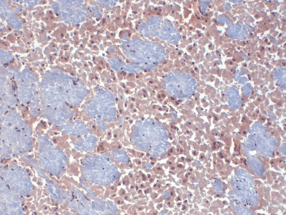 Immunohistochemistry analysis using Mouse Anti-HCN2 Monoclonal Antibody, Clone S71 (STMA00084). Tissue: frozen brain section. Species: mouse. Fixation: 10% Formalin Solution for 12-24 hours at RT. Primary Antibody: Mouse Anti-HCN2 Monoclonal Antibody (STMA00084) at 1:1000 for 1 hour at RT. Secondary Antibody: HRP/DAB Detection System: Biotinylated Goat Anti-Mouse, Streptavidin Peroxidase, DAB Chromogen (brown) for 30 minutes at RT.