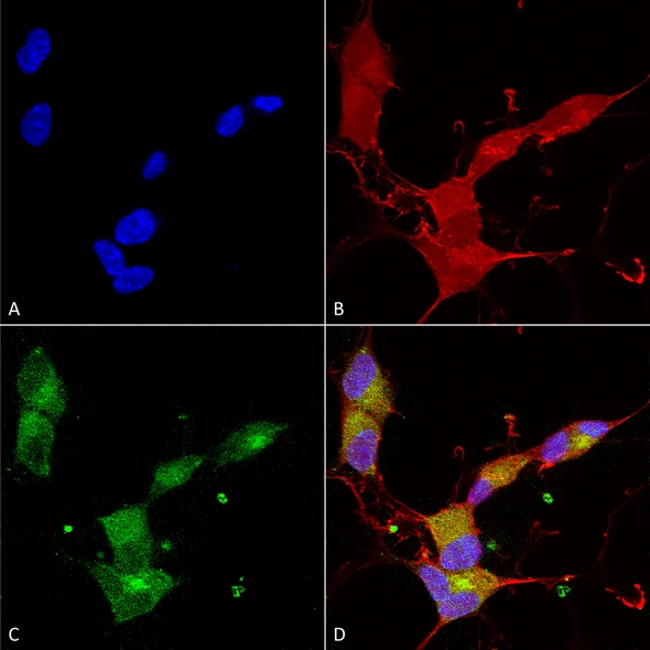 Immunocytochemistry/Immunofluorescence analysis using Mouse Anti-KCNQ4 Monoclonal Antibody, Clone N43/6 (STMA00086). Tissue: Neuroblastoma cells (SH-SY5Y). Species: Human. Fixation: 4% PFA for 15 min. Primary Antibody: Mouse Anti-KCNQ4 Monoclonal Antibody (STMA00086) at 1:100 for overnight at 4°C with slow rocking. Secondary Antibody: AlexaFluor 488 at 1:1000 for 1 hour at RT.