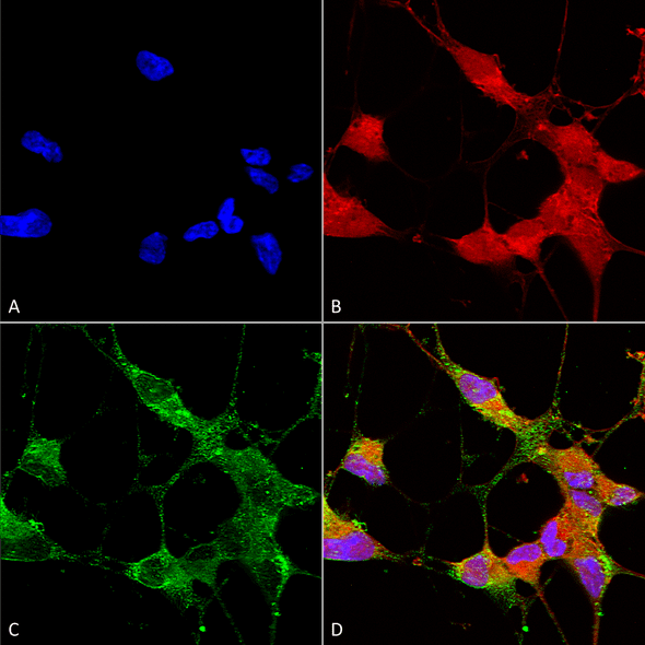 Immunocytochemistry/Immunofluorescence analysis using Mouse Anti-TrpC5 Monoclonal Antibody, Clone N67/15 (STMA00102). Tissue: Neuroblastoma cells (SH-SY5Y). Species: Human. Fixation: 4% PFA for 15 min. Primary Antibody: Mouse Anti-TrpC5 Monoclonal Antibody (STMA00102) at 1:50 for overnight at 4°C with slow rocking. Secondary Antibody: AlexaFluor 488 at 1:1000 for 1 hour at RT.