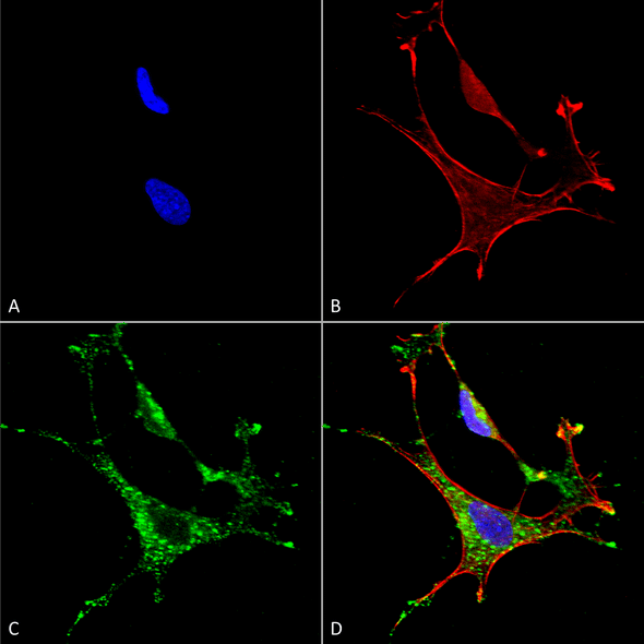 Immunocytochemistry/Immunofluorescence analysis using Mouse Anti-MMP9 Monoclonal Antibody, Clone L51/82 (STMA00111). Tissue: Neuroblastoma cells (SH-SY5Y). Species: Human. Fixation: 4% PFA for 15 min. Primary Antibody: Mouse Anti-MMP9 Monoclonal Antibody (STMA00111) at 1:50 for overnight at 4°C with slow rocking. Secondary Antibody: AlexaFluor 488 at 1:1000 for 1 hour at RT.