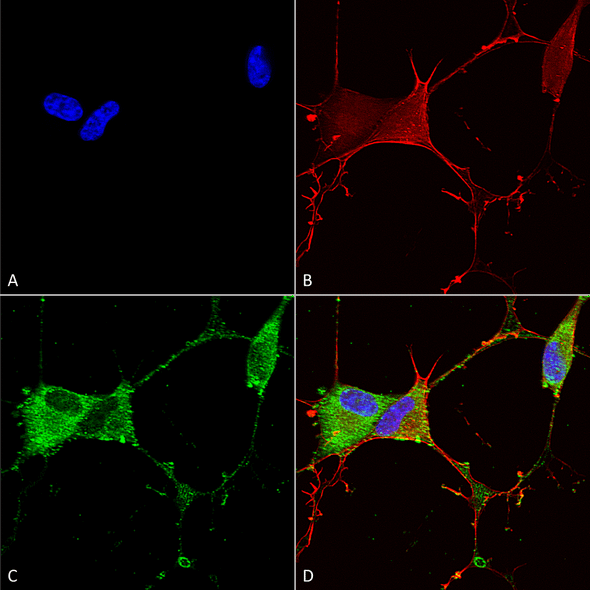 Immunocytochemistry/Immunofluorescence analysis using Mouse Anti-GABA-B Receptor 2 Monoclonal Antibody, Clone N81/2 (STMA00117). Tissue: Neuroblastoma cells (SH-SY5Y). Species: Human. Fixation: 4% PFA for 15 min. Primary Antibody: Mouse Anti-GABA-B Receptor 2 Monoclonal Antibody (STMA00117) at 1:100 for overnight at 4°C with slow rocking. Secondary Antibody: AlexaFluor 488 at 1:1000 for 1 hour at RT.