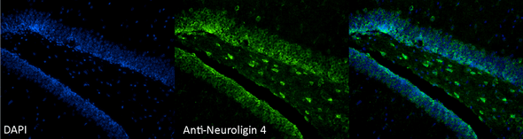 Immunohistochemistry analysis using Mouse Anti-Neuroligin 4 Monoclonal Antibody, Clone N98/7 (STMA00158). Tissue: Dentate Gyrus. Species: Mouse. Fixation: formaldehyde-fixed paraffin embedded. Primary Antibody: Mouse Anti-Neuroligin 4 Monoclonal Antibody (STMA00158) at 1:100. Secondary Antibody: FITC Goat Anti-Mouse (green). Counterstain: DAPI (blue) nuclear stain at 1:1000. Courtesy of: Rachel Reith, NIH/NIMH.