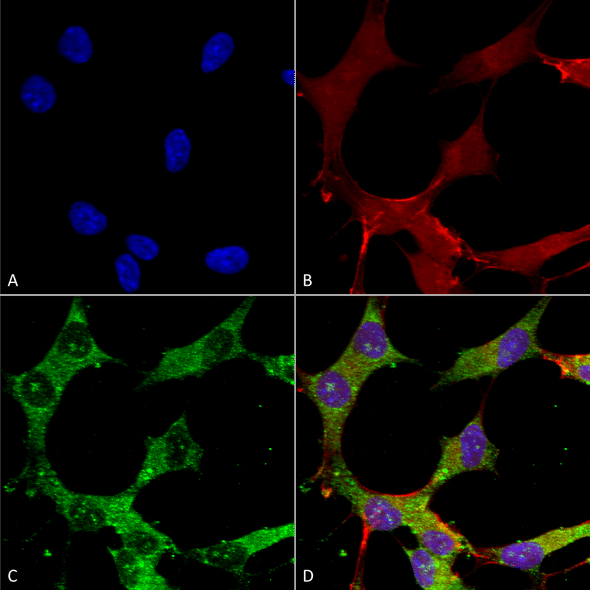 Immunocytochemistry/Immunofluorescence analysis using Mouse Anti-GABA-A Receptor Alpha 4 Monoclonal Antibody, Clone N398A/34 (STMA00168). Tissue: Neuroblastoma cells (SH-SY5Y). Species: Human. Fixation: 4% PFA for 15 min. Primary Antibody: Mouse Anti-GABA-A Receptor Alpha 4 Monoclonal Antibody (STMA00168) at 1:50 for overnight at 4°C with slow rocking. Secondary Antibody: AlexaFluor 488 at 1:1000 for 1 hour at RT.