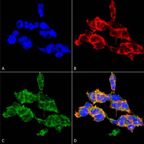 Immunocytochemistry/Immunofluorescence analysis using Mouse Anti-O-GalNAC Monoclonal Antibody, Clone 9B9 (STMA00176). Tissue: Embryonic kidney epithelial cell line (HEK293). Species: Human. Fixation: 5% Formaldehyde for 5 min. Primary Antibody: Mouse Anti-O-GalNAC Monoclonal Antibody (STMA00176) at 1:50 for 30-60 min at RT. Secondary Antibody: Goat Anti-Mouse Alexa Fluor 488 at 1:1500 for 30-60 min at RT.