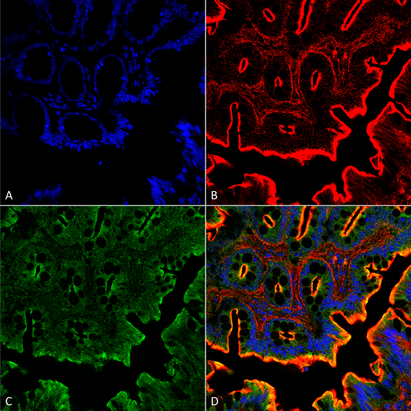 Immunohistochemistry analysis using Rabbit Anti-NHE3 Polyclonal Antibody (STPA00044). Tissue: Colon. Species: Rat. Fixation: Formalin Fixed Paraffin-Embedded. Primary Antibody: Rabbit Anti-NHE3 Polyclonal Antibody (STPA00044) at 1:25 for 1 hour at RT. Secondary Antibody: Goat Anti-Rabbit IgG:Alexa Fluor 488. Counterstain: Actin-binding Phalloidin-Alexa Fluor 633; DAPI (blue) nuclear stain. Magnification: 63X. (A) DAPI (blue) nuclear stain.