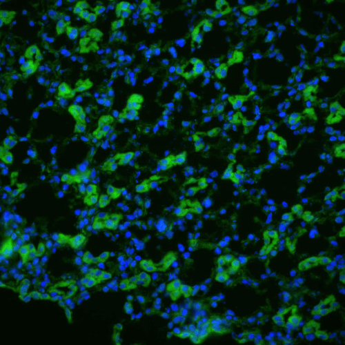 Immunohistochemistry analysis using Rabbit Anti-Aquaporin 1 Polyclonal Antibody (STPA00051). Tissue: kidney tissue. Species: Rat. Fixation: 4% paraformaldehyde-lysine-periodate. Primary Antibody: Rabbit Anti-Aquaporin 1 Polyclonal Antibody (STPA00051) at 1:200 for 75 min at RT. Secondary Antibody: FITC Goat Anti-Rabbit (green) for 1 hour at RT. 4 µm cryostat sections.