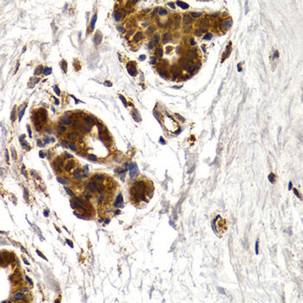 Anti-CTSS Antibody (CAB13482)