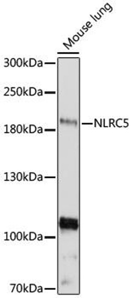 Anti-NLRC5 Antibody (CAB16740)