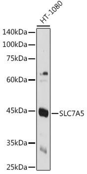 Anti-SLC7A5 Antibody (CAB2833)