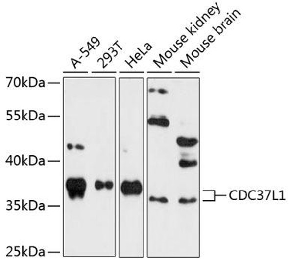 Anti-CDC37L1 Antibody (CAB4837)