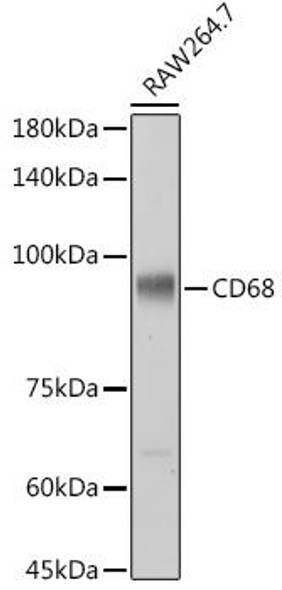 Anti-CD68 Antibody (CAB20555)
